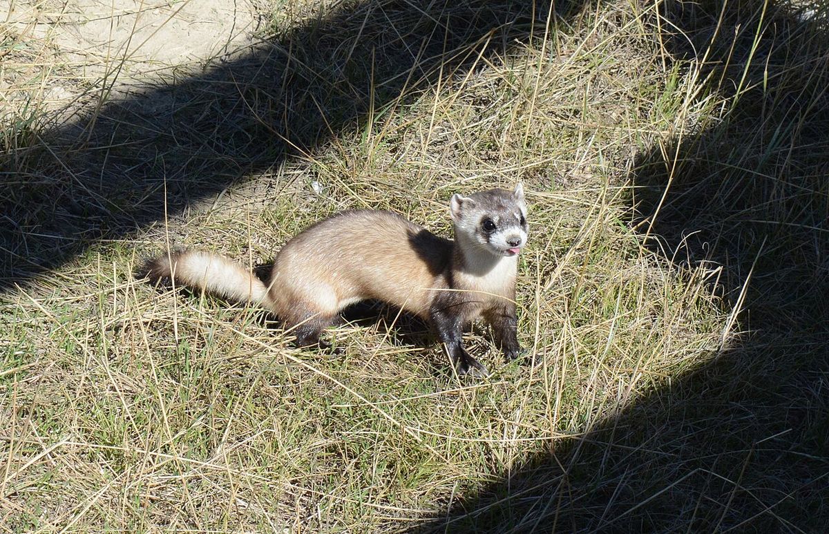A black-footed ferret kit studies visitors from its outdoor preconditioning pen at the National Black-footed Ferret Conservation Center in C