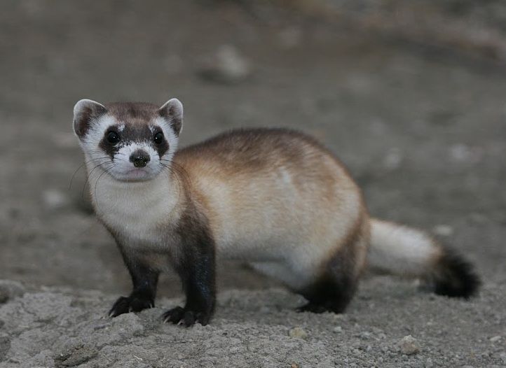 Black-footed ferret
