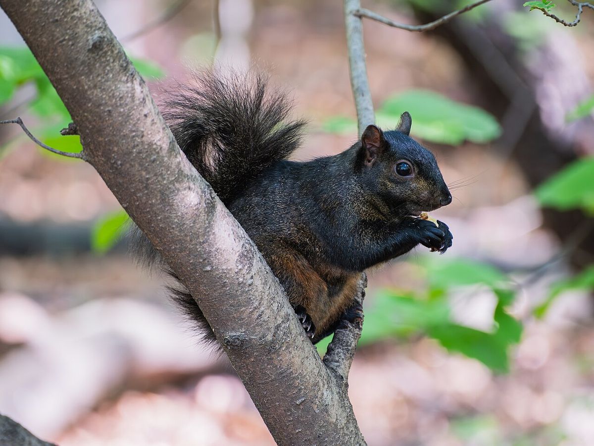 Black squirrel