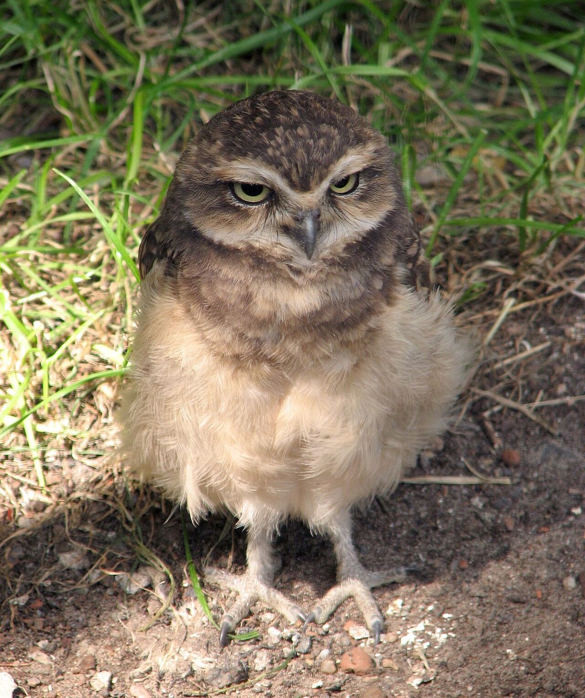 Burrowing owl.