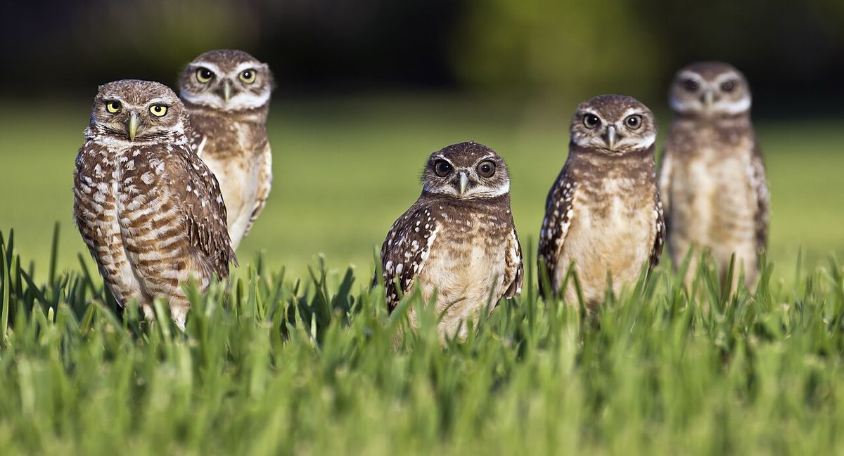 Five Burrowing Owls Athene cunicularia floridana, Florida