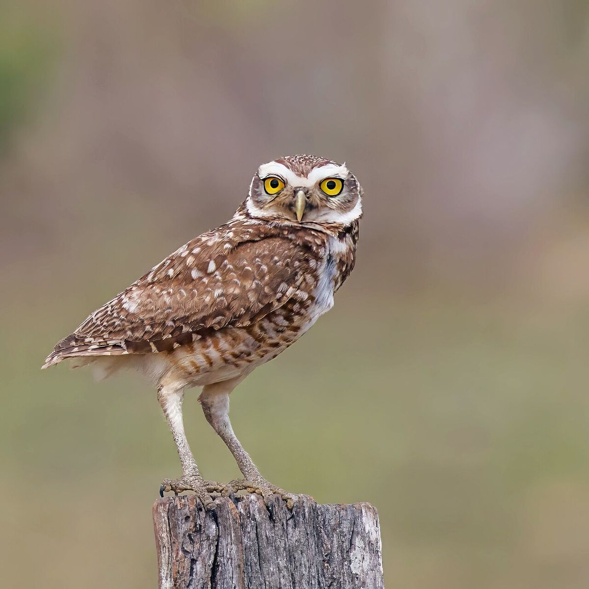 Brazilian burrowing owl (Athene cunicularia grallaria), Rio Negro, Mato Grosso do Sul, Brazil