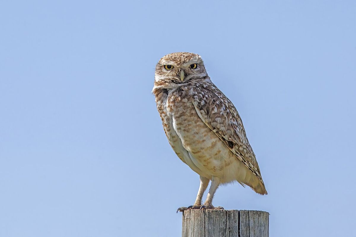 Burrowing owl