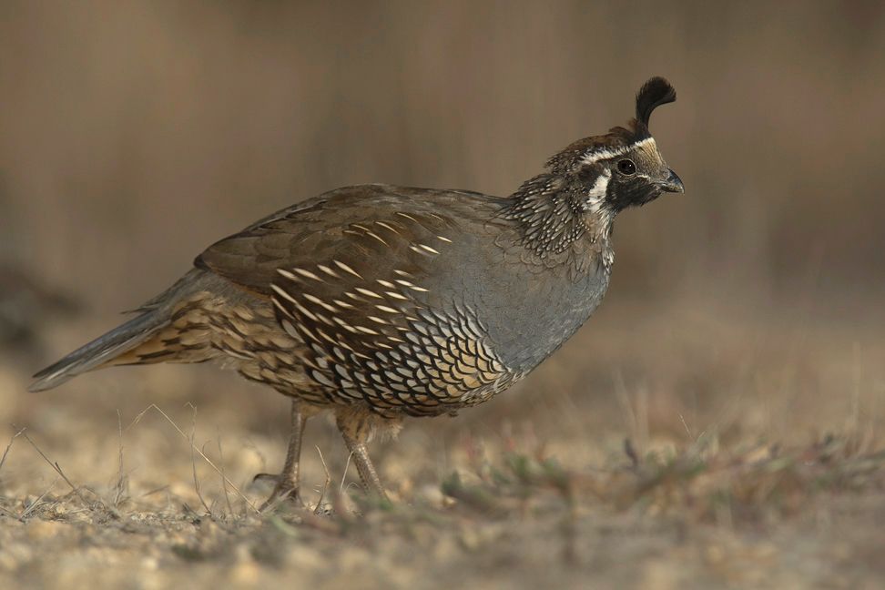 California quail at Point Reyes National Seashore
