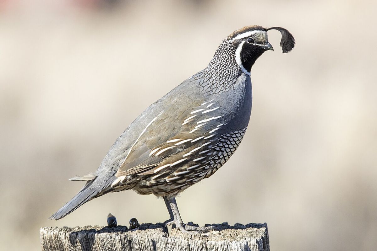 A male California quail on a fence post in Susanville, California