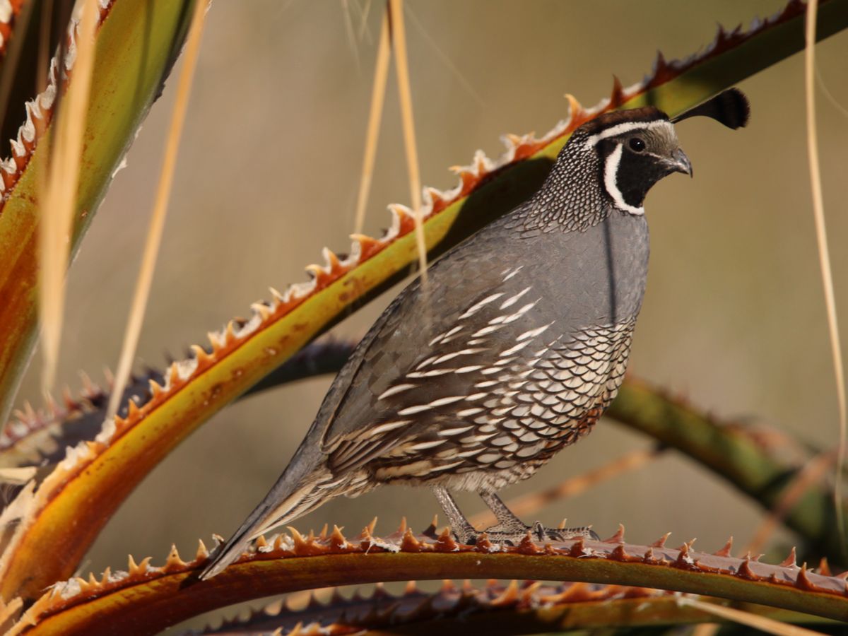 A California quail photographed sitting on a palm tree near La Ventana, Baja California Sur, Mexico.