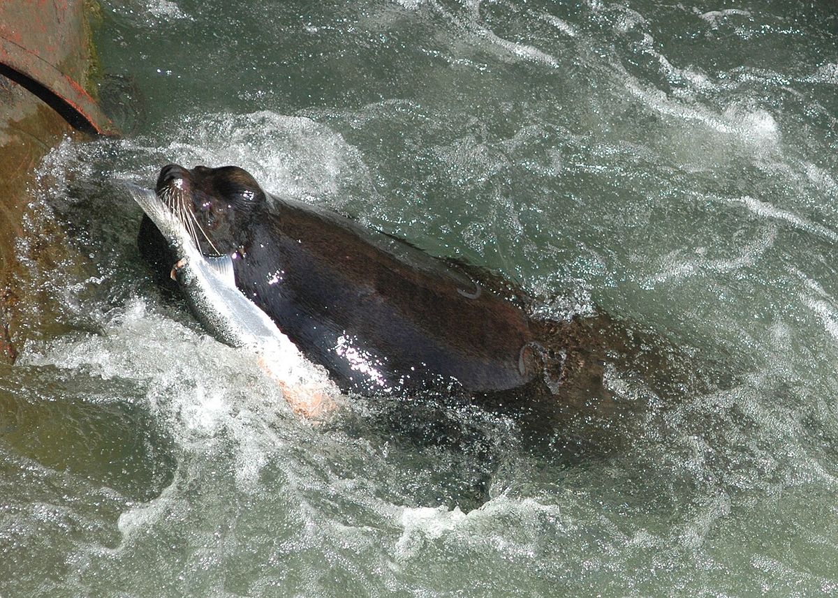 -Photo by Bryan Wright, Oregon Department of Fish and Wildlife- California sea lions predating salmonids (salmon or steelhead) at Willamette