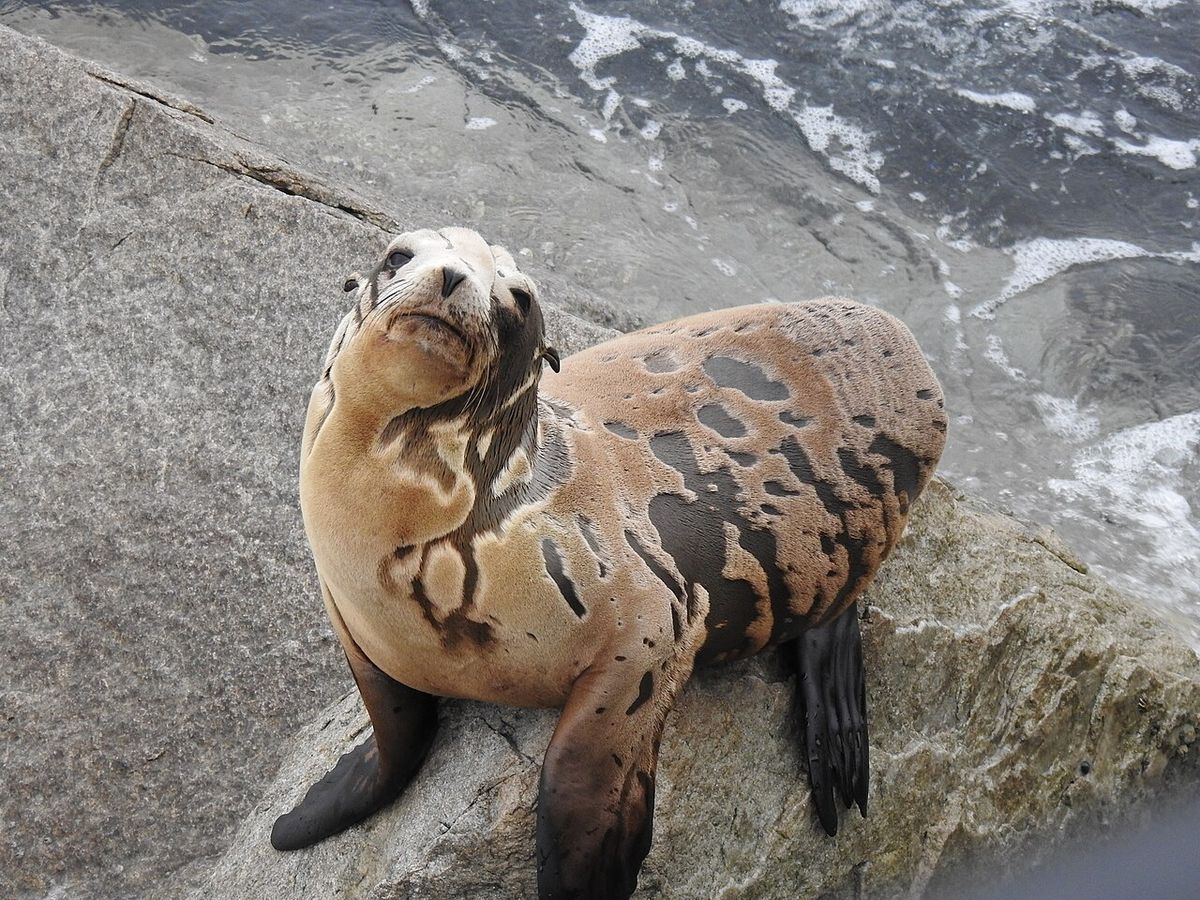 Photo of California Sea Lion (undefined) uploaded from iNaturalist.