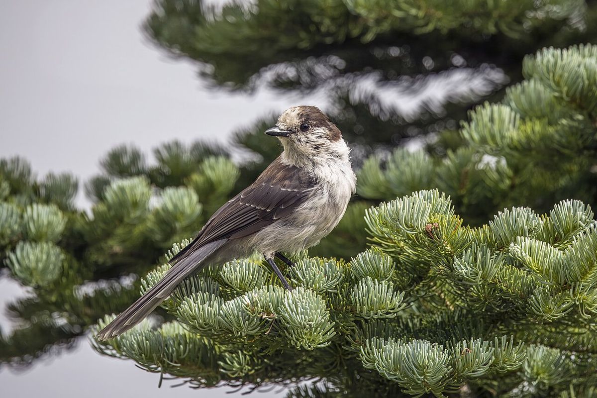Canada jay (Perisoreus canadensis obscurus), Myrtle Falls Trail, Mt Rainier National Park, WA, USA