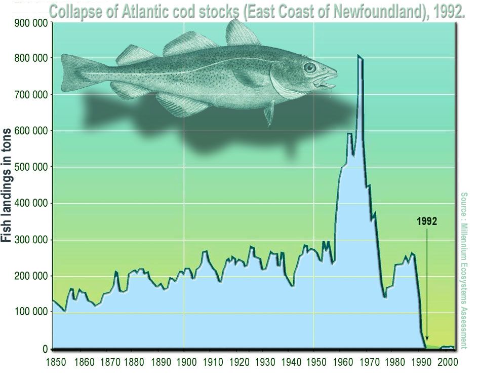Collapse of the Atlantic northwest cod fishery