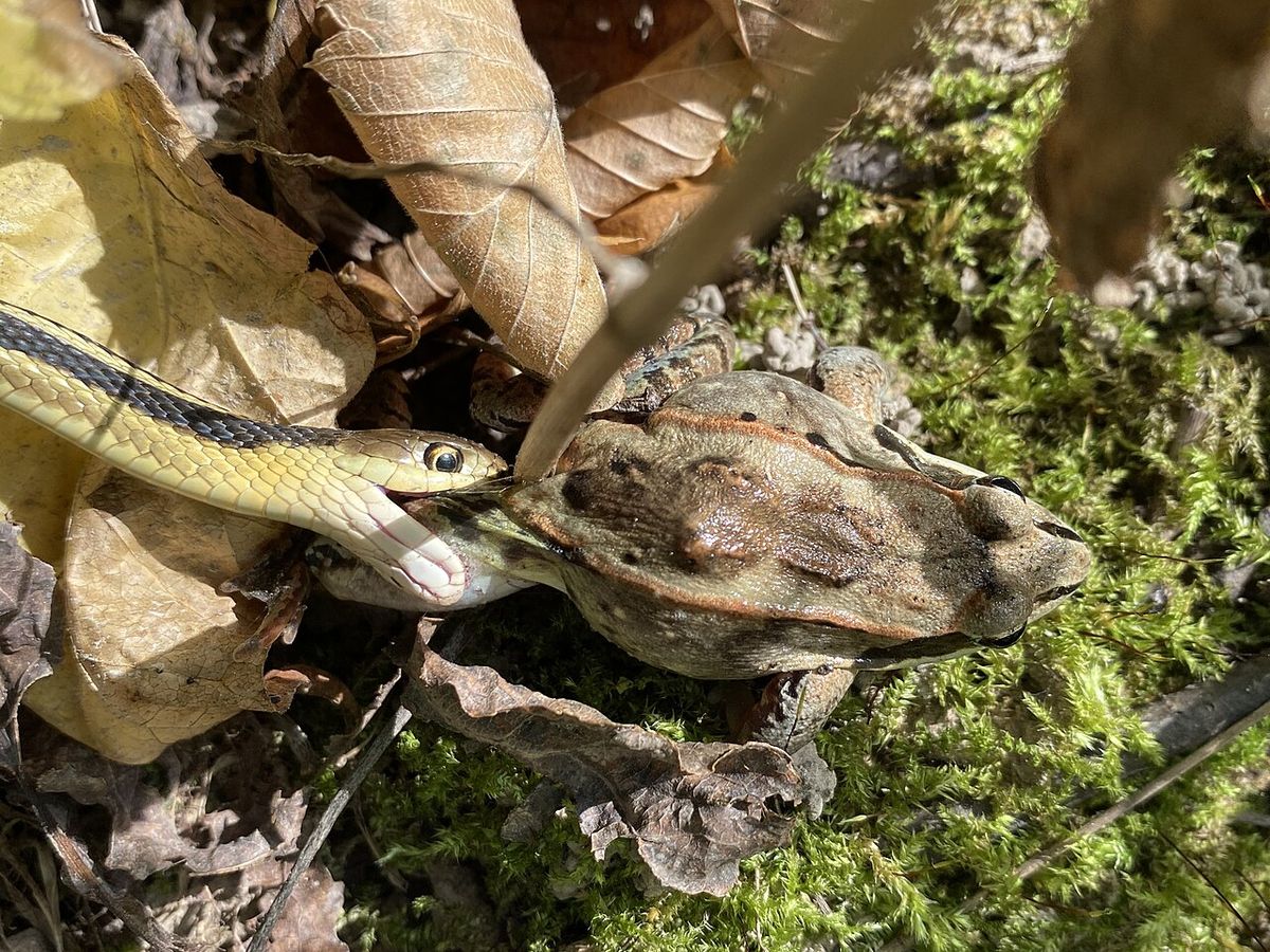 Photo of Common Garter Snake uploaded from iNaturalist.