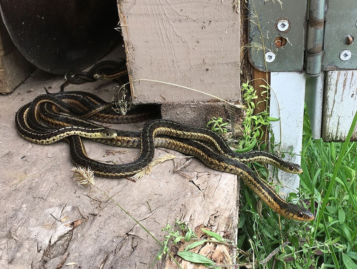 Couleuvres rayées dans un cabanon (Magog, Québec, Canada)
