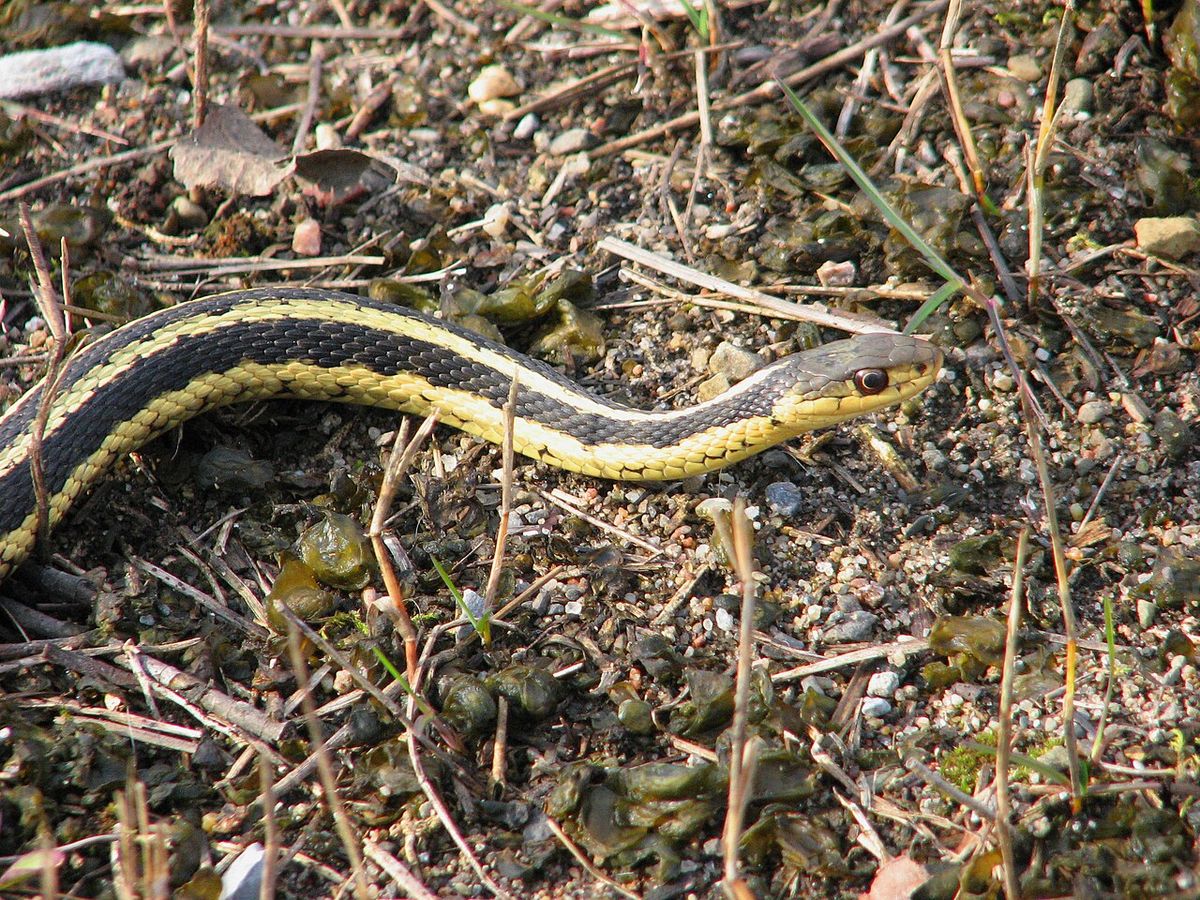 Eastern Garter Snake (Thamnophis sirtalis sirtalis), Ottawa, Ontario