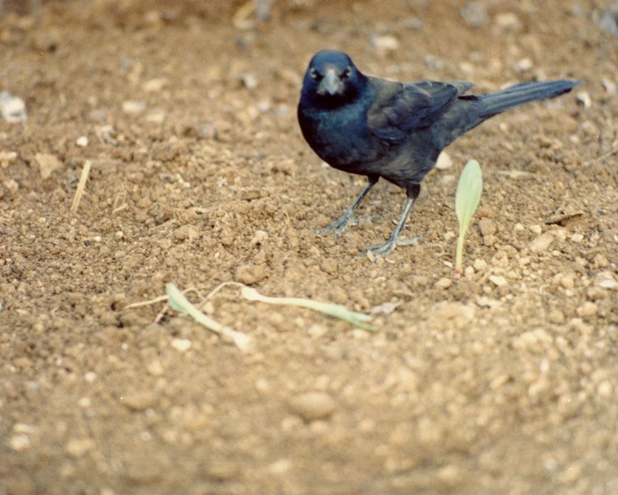 Bird (grackle) close up, standing by 1 intact and 2 pulled corn sprouts. Common grackles damage corn by pulling up newly sprouted plants.