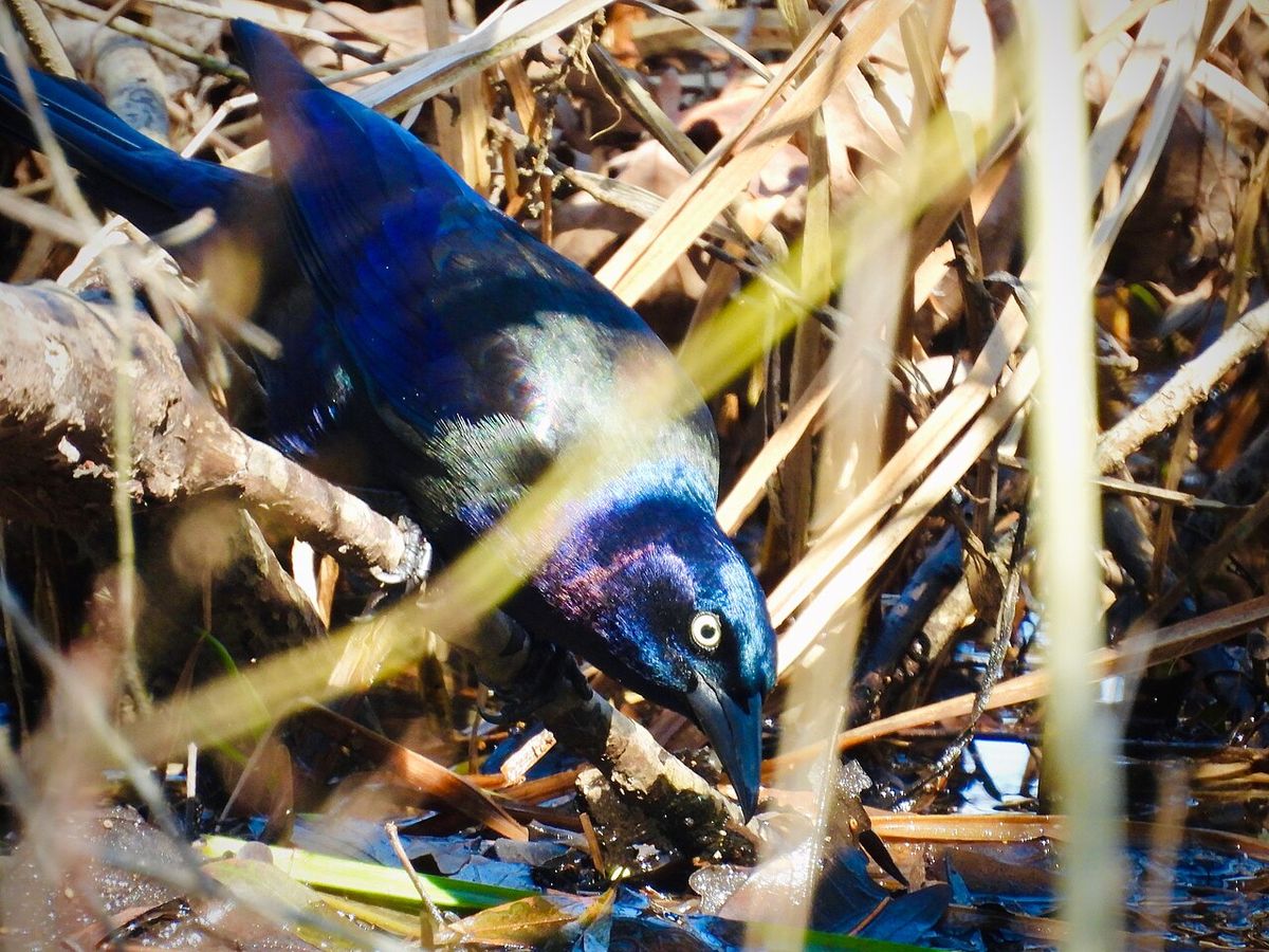 Common grackle showing iridescence in sunlight; full rainbows are visible in the feathers along the upper part of the wing. Photographed in