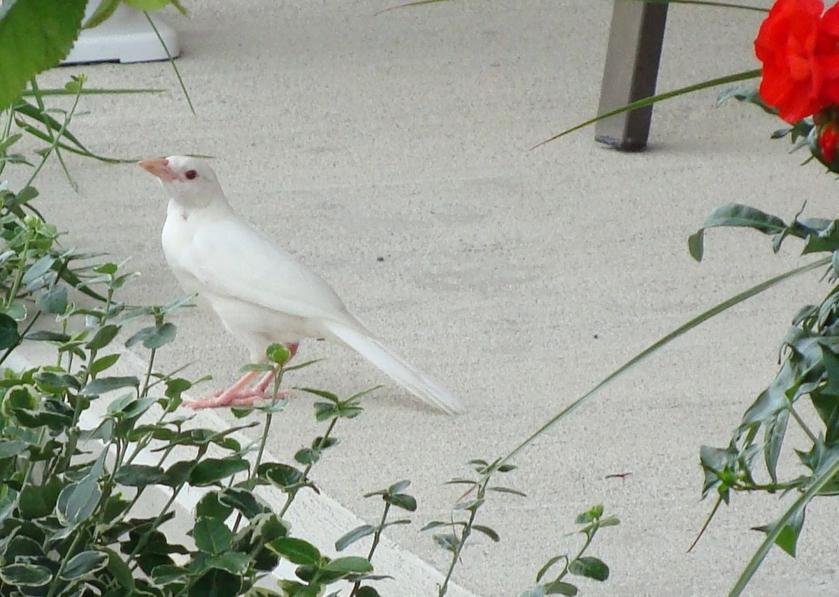 A fully-albino Common Grackle photographed in Peterborough, Ontario, Canada in June 2012.
