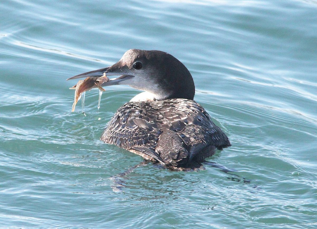 ABA AREA BIRDS: My Photo "Life List"