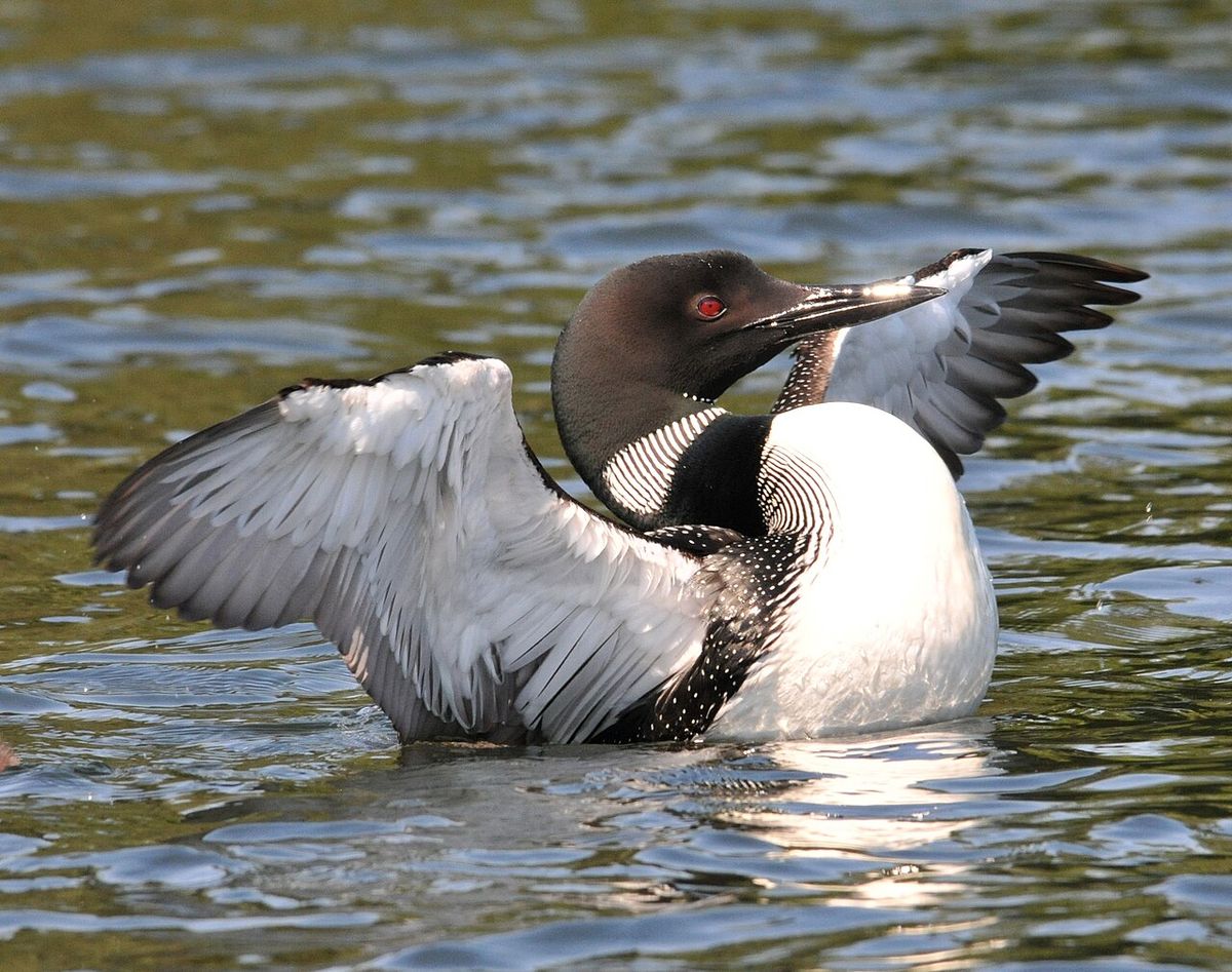 Photo: Loon Stretch (Common Loon). Photo Credit: Amy Widenhofer, 2012 Photo Contest – 1st Place Wildlife Category