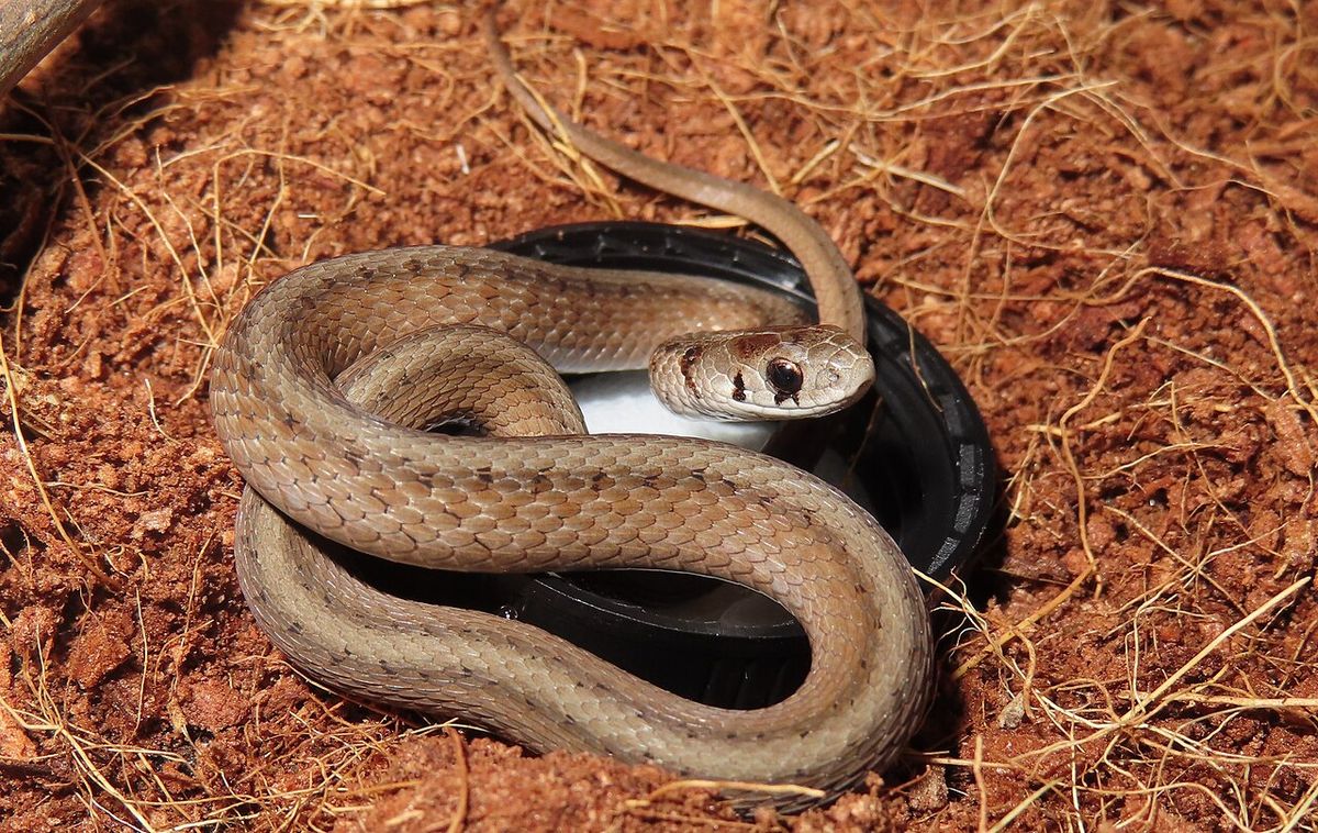 A Dekay's Brownsnake (very briefly) in captivity for observation, poses in front of a water dish (bottle cap).