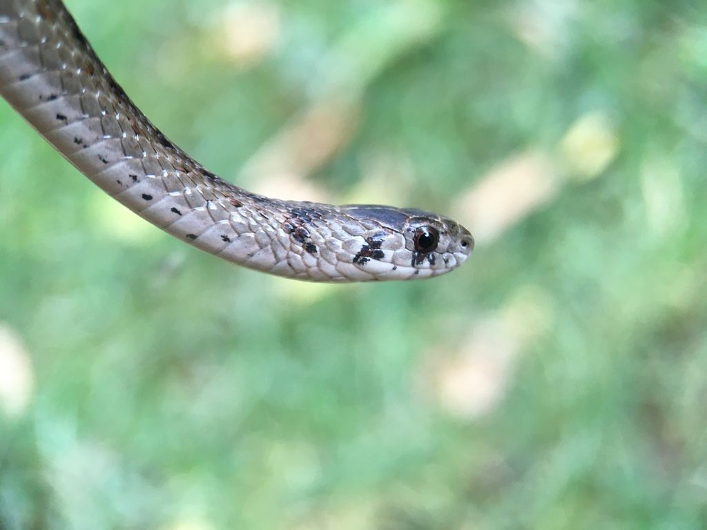 A closeup of a Dekay's Brownsnake's head. Note the facial features.