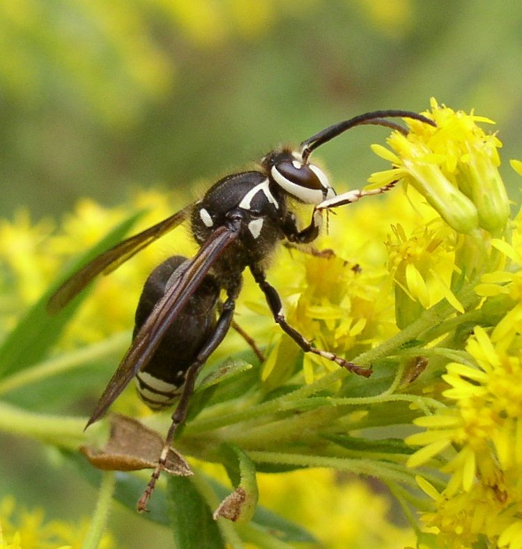 Bald faced hornet, Dolichovespula maculata, male, on goldenrod. Peace Valley Nature Center, Bucks County, Pennsylvania, USA. https://bugguid