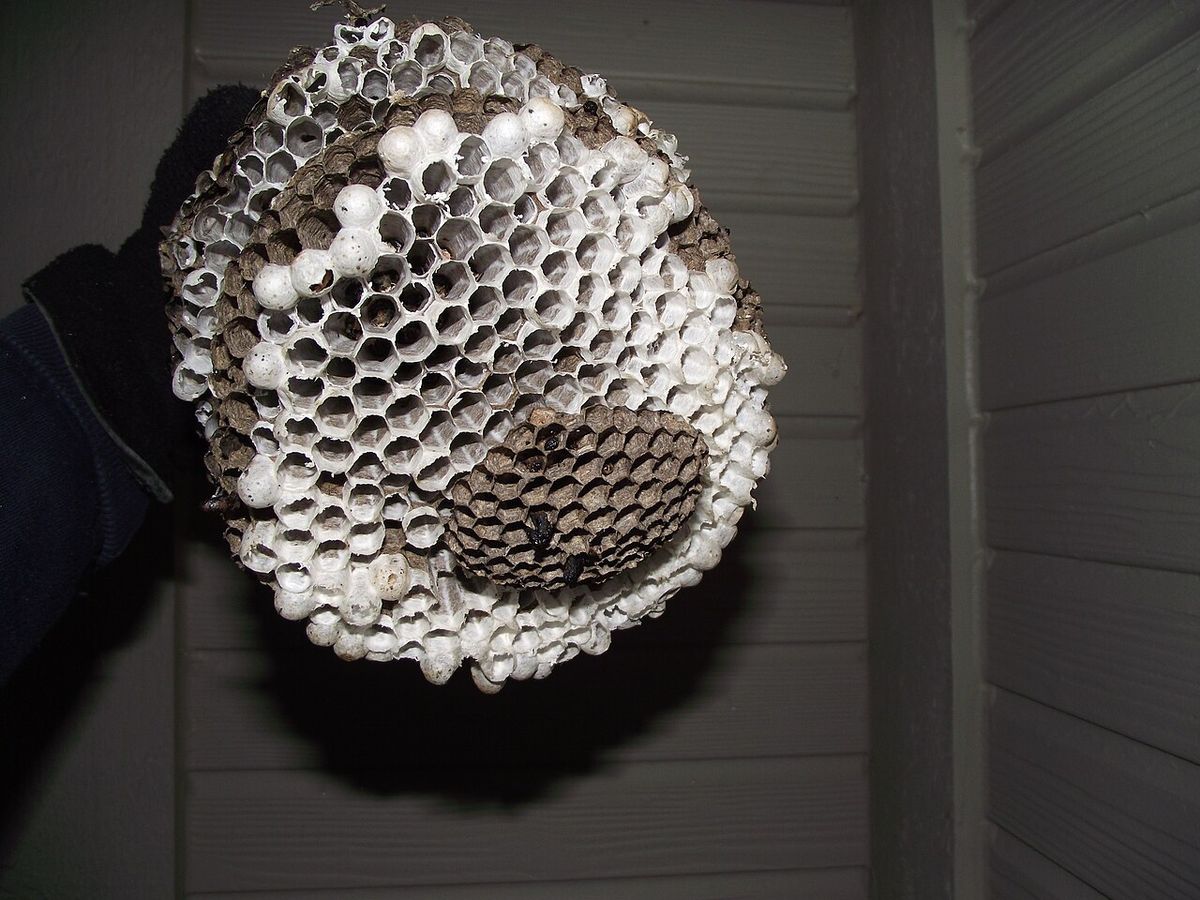 The paper covering of a bald-faced hornet nest conceals several suspended combs containing chambers for larvae. This view shows the final, s