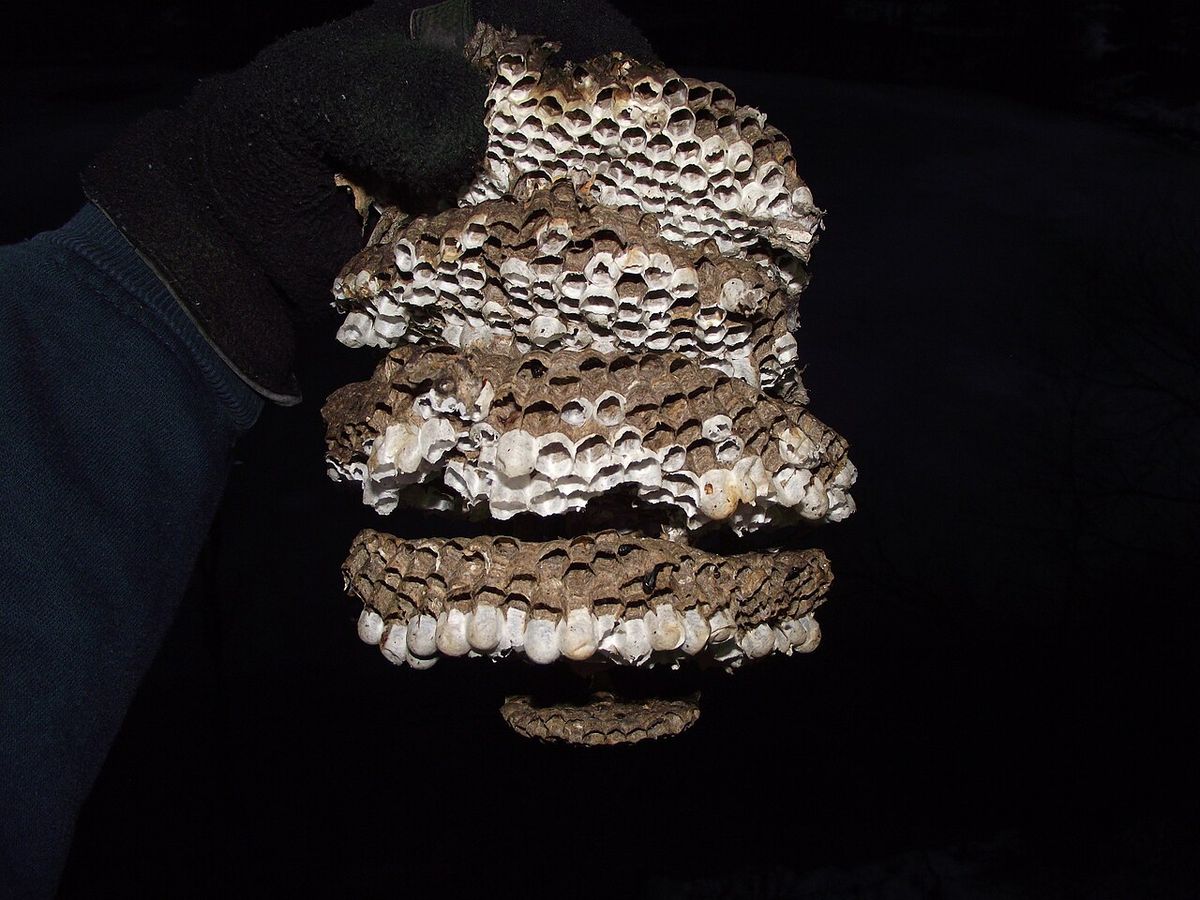 Inside the paper covering of a bald-faced hornet nest are several suspended combs containing chambers for larvae