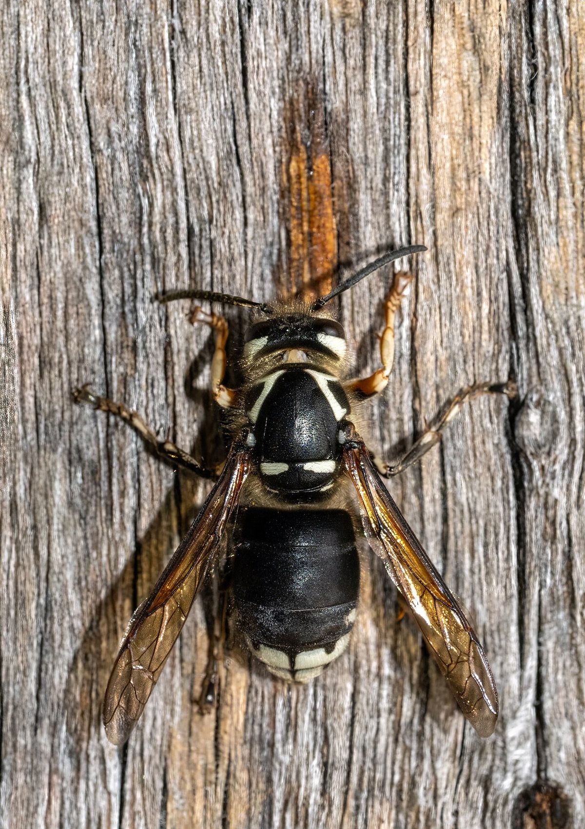 Dolichovespula maculata