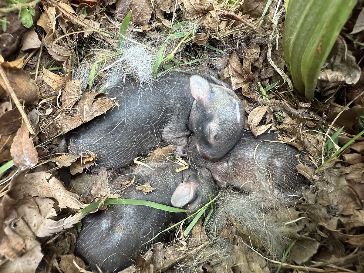 Baby Eastern Cottontail Rabbits in a nest in a yard along Aquetong Lane in the Mountainview section of Ewing Township, Mercer County, New Je