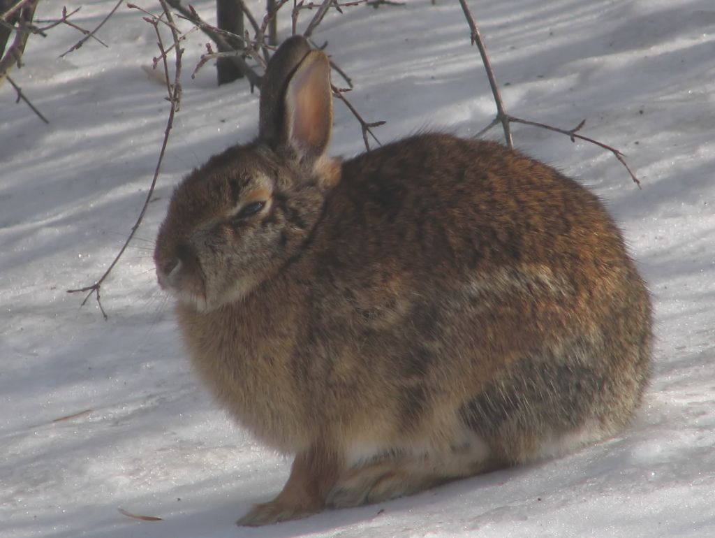 Eastern Cottontail (Sylvilagus floridanus) taken near the Rideau River, Ottawa, Ontario