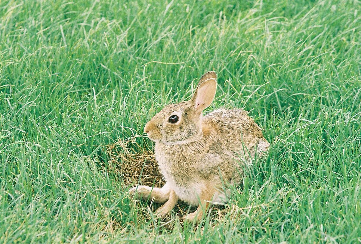 An Eastern cottontail (Sylvilagus floridanus) sitting or possibly nesting in the grass in New Berlin, Wisconsin. Shot with Konica Minolta VX