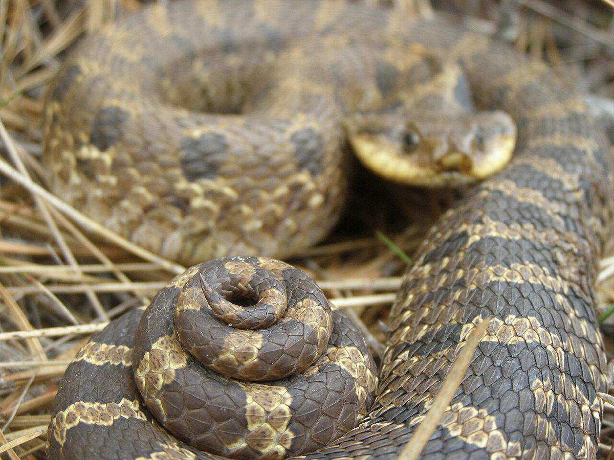 Eastern hognose snake