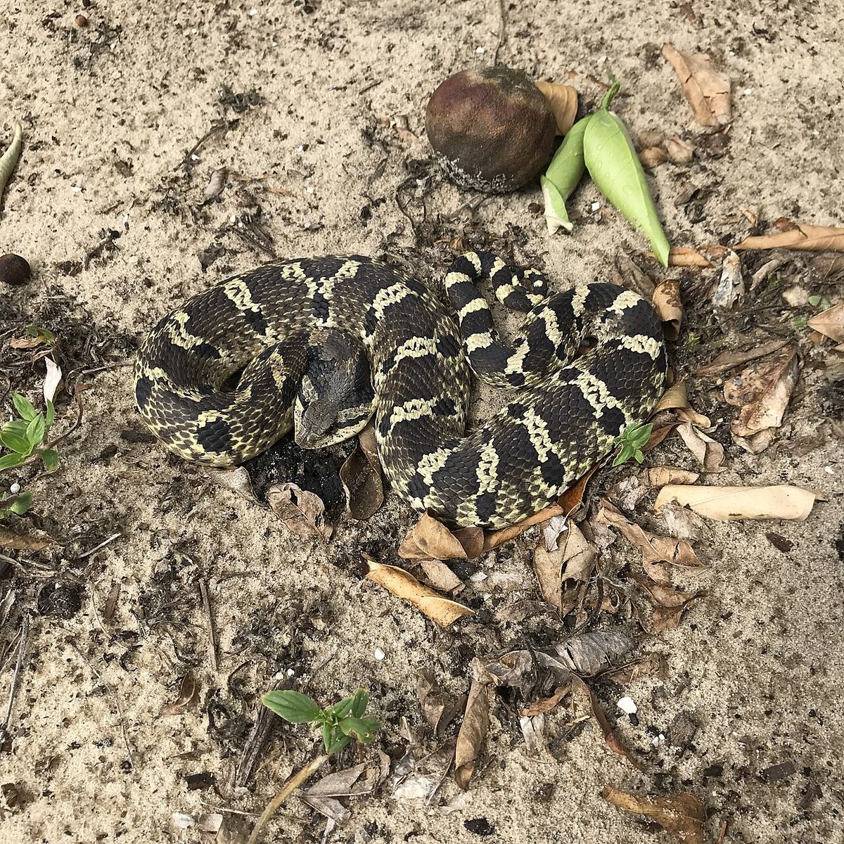 An Eastern Hognose snake in a Florida citrus grove.