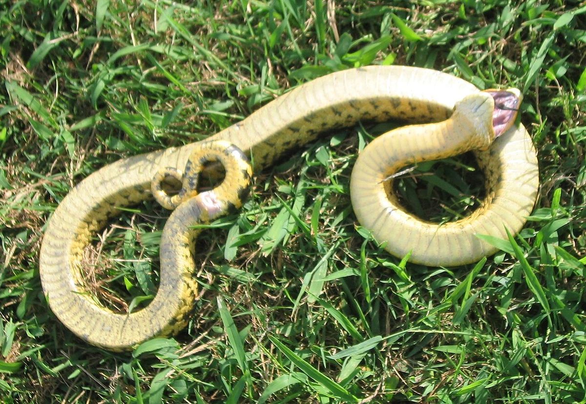 Eastern Hognose snake.