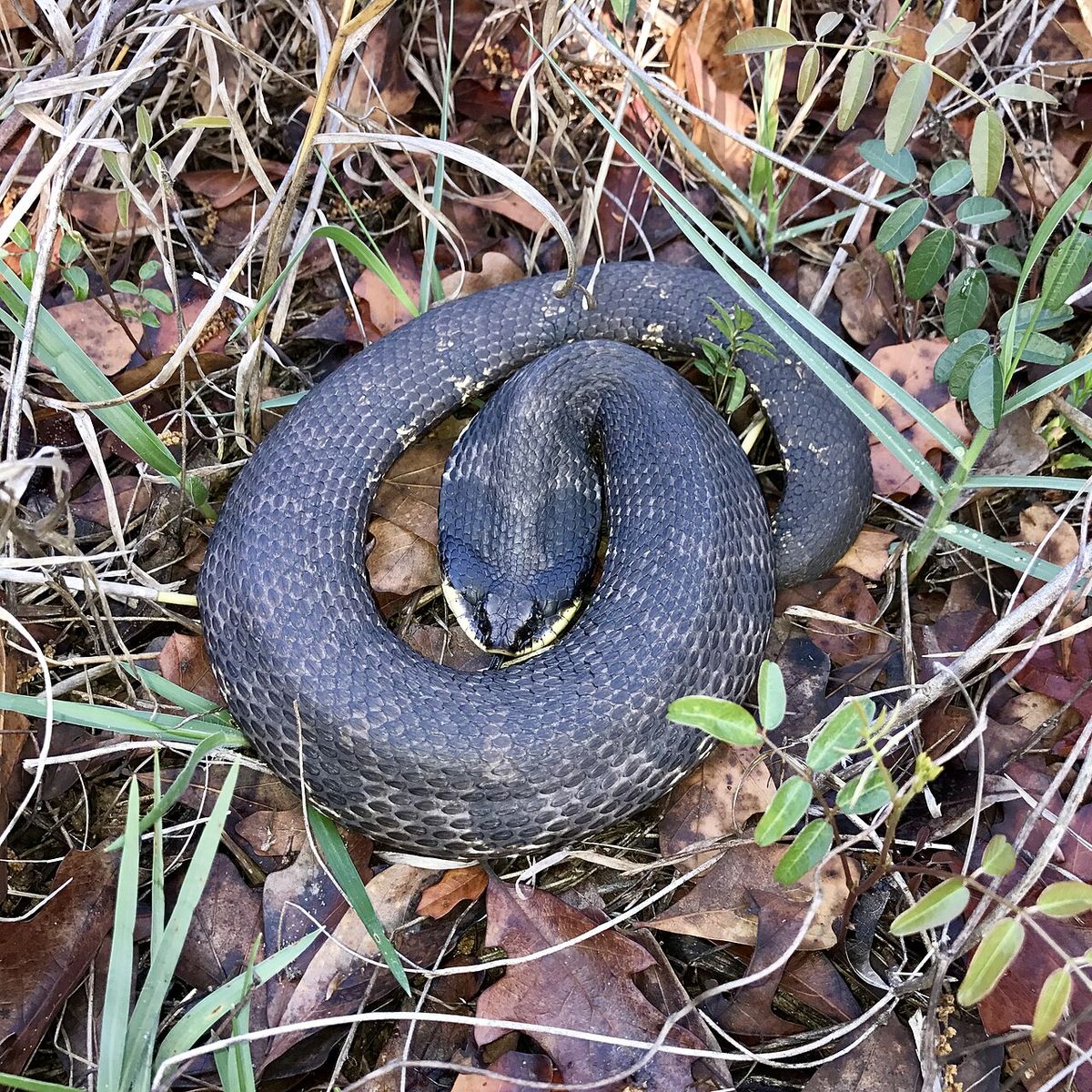 Dark colored Eastern Hognose snake Heterodon platirhinos in central Florida