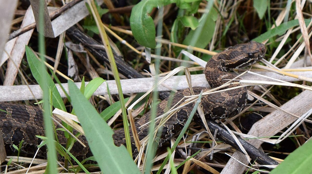 The eastern massasauga rattlesnake has been proposed for listing as a threatened species under the Endangered Species Act. Photo by Abbey Ku