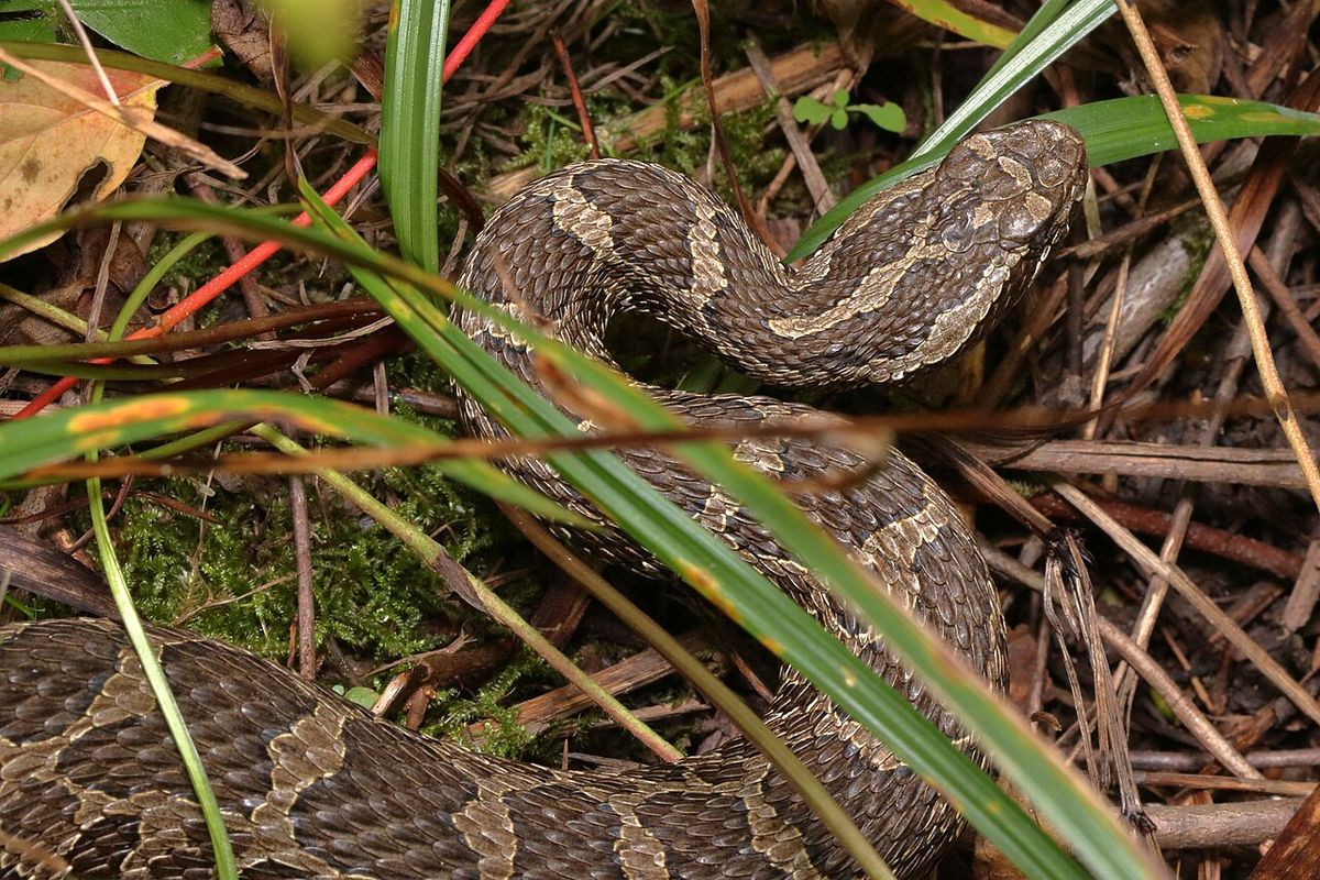 A massasauga (Sistrurus catenatus) photographed in New York, where they are endangered. This individual is from the Syracuse population.