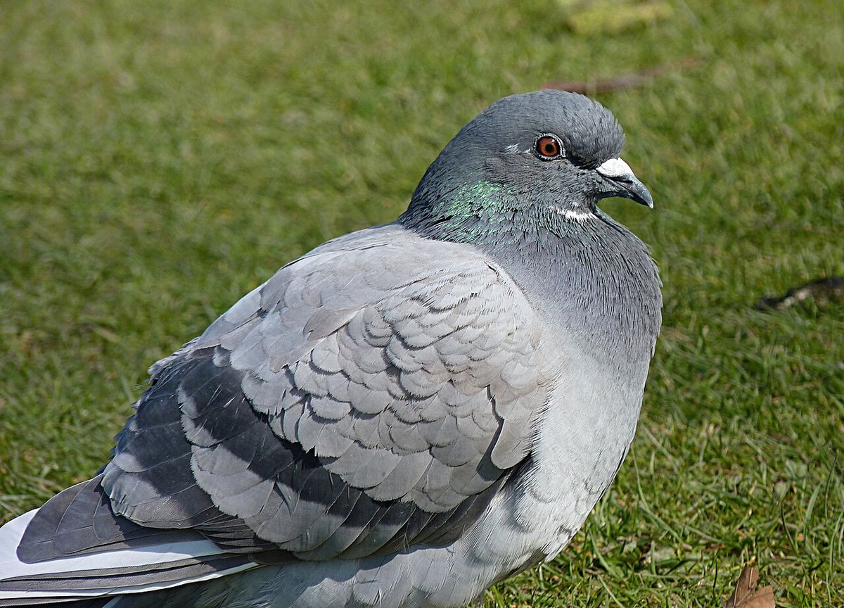Rock Dove Columba livia, in the municipal park of Mouscron, Belgium.