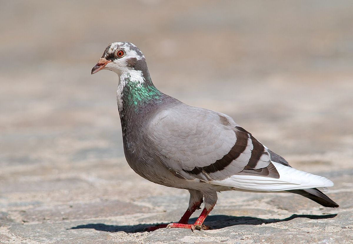Feral Rock Pigeon Columba livia (in Belgium)