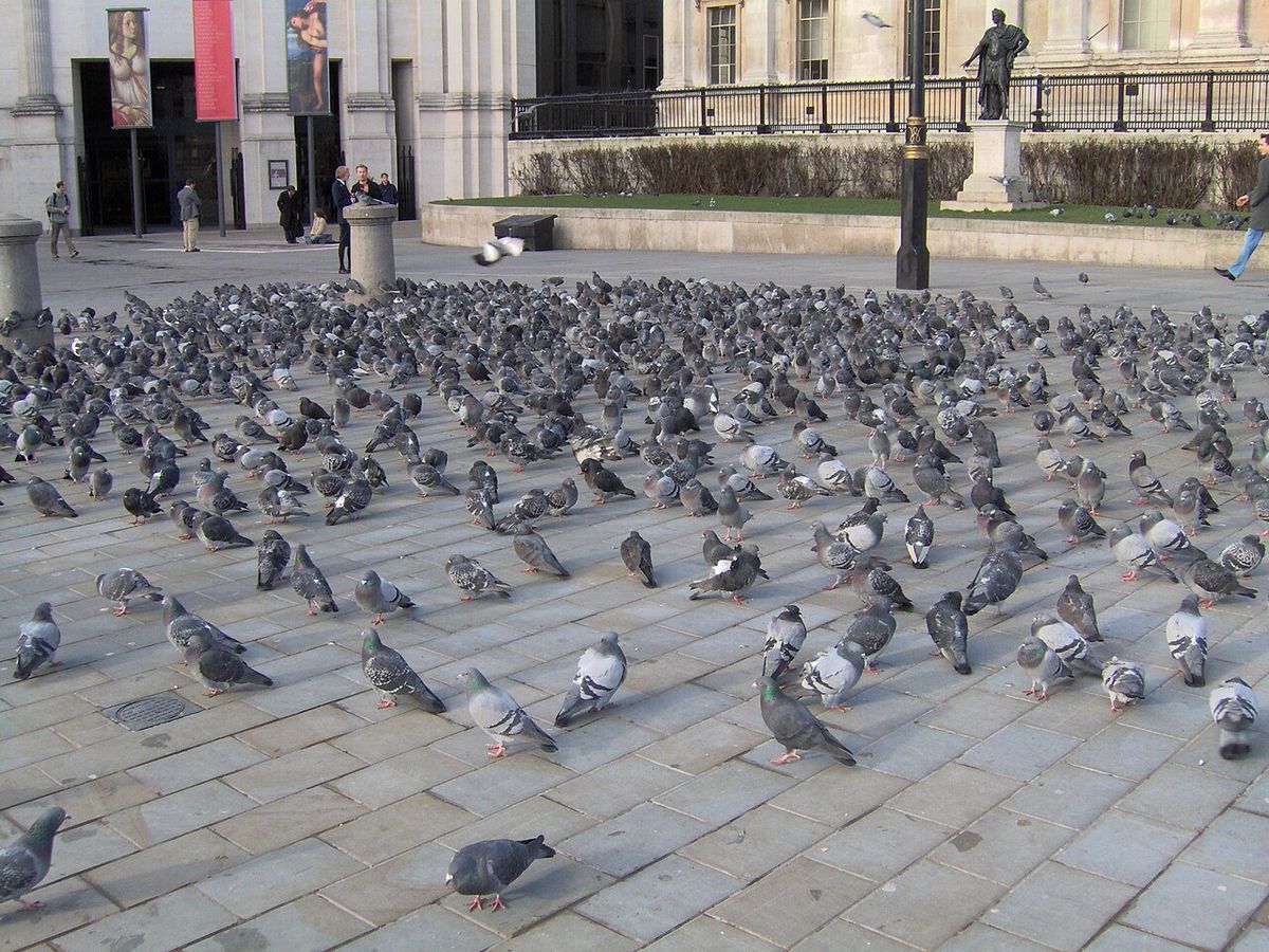 Pigeons on Trafalgar Square in London, 2006. Taken by ProhibitOnions.