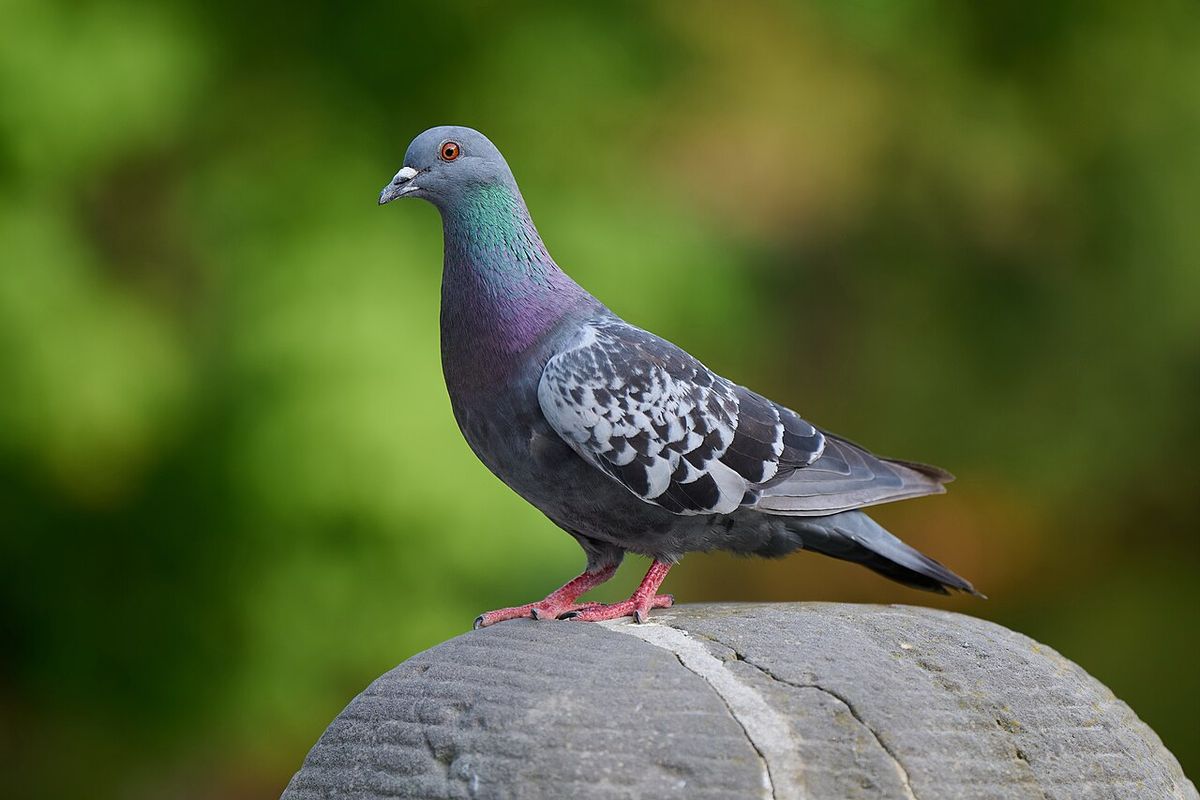 Feral pigeon