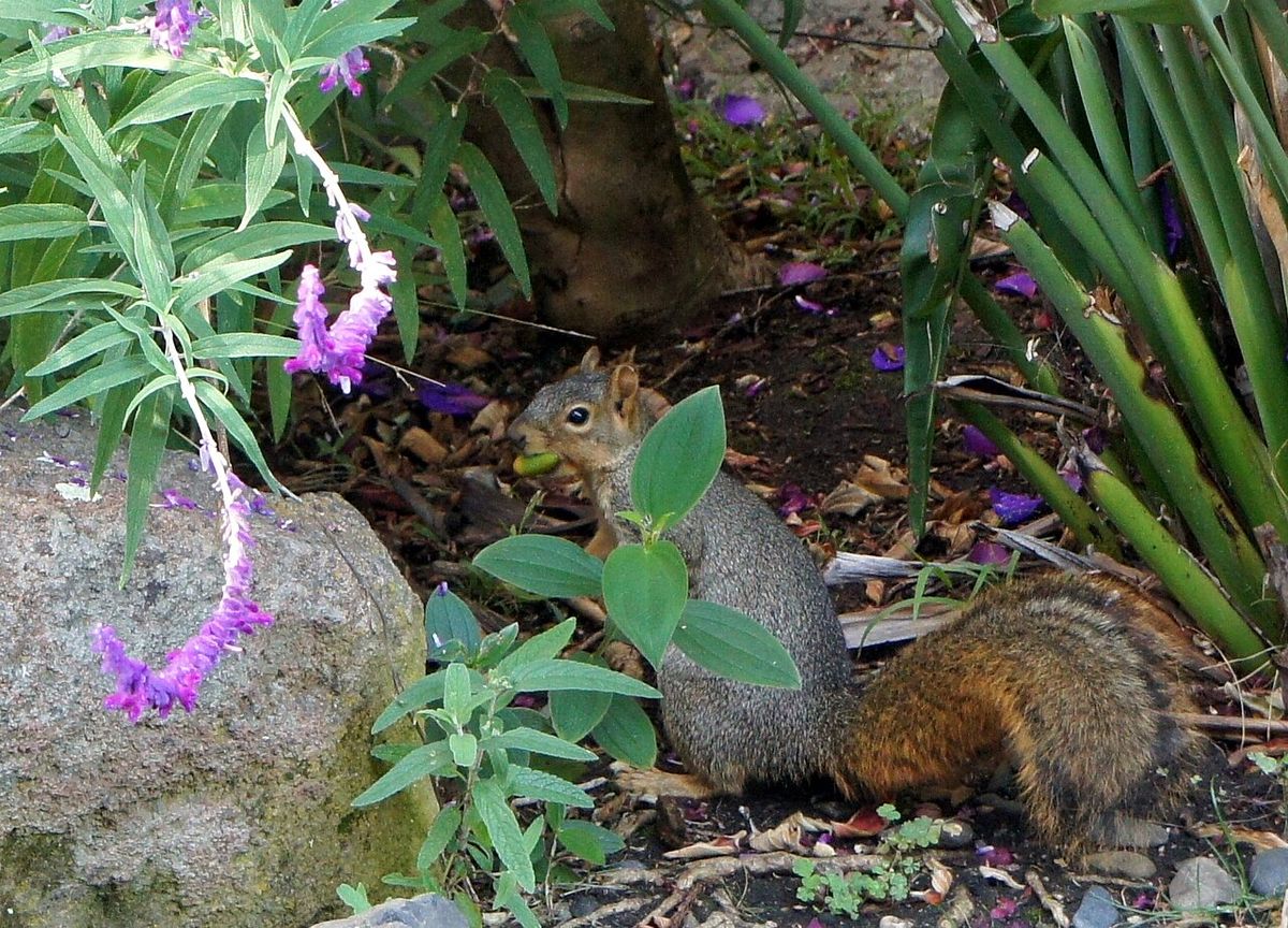 Photo of the Eastern Fox Squirrel that inhabits my Berkeley (California) garden. 20 October 2014. Squirrel spent around 15 minutes with acor