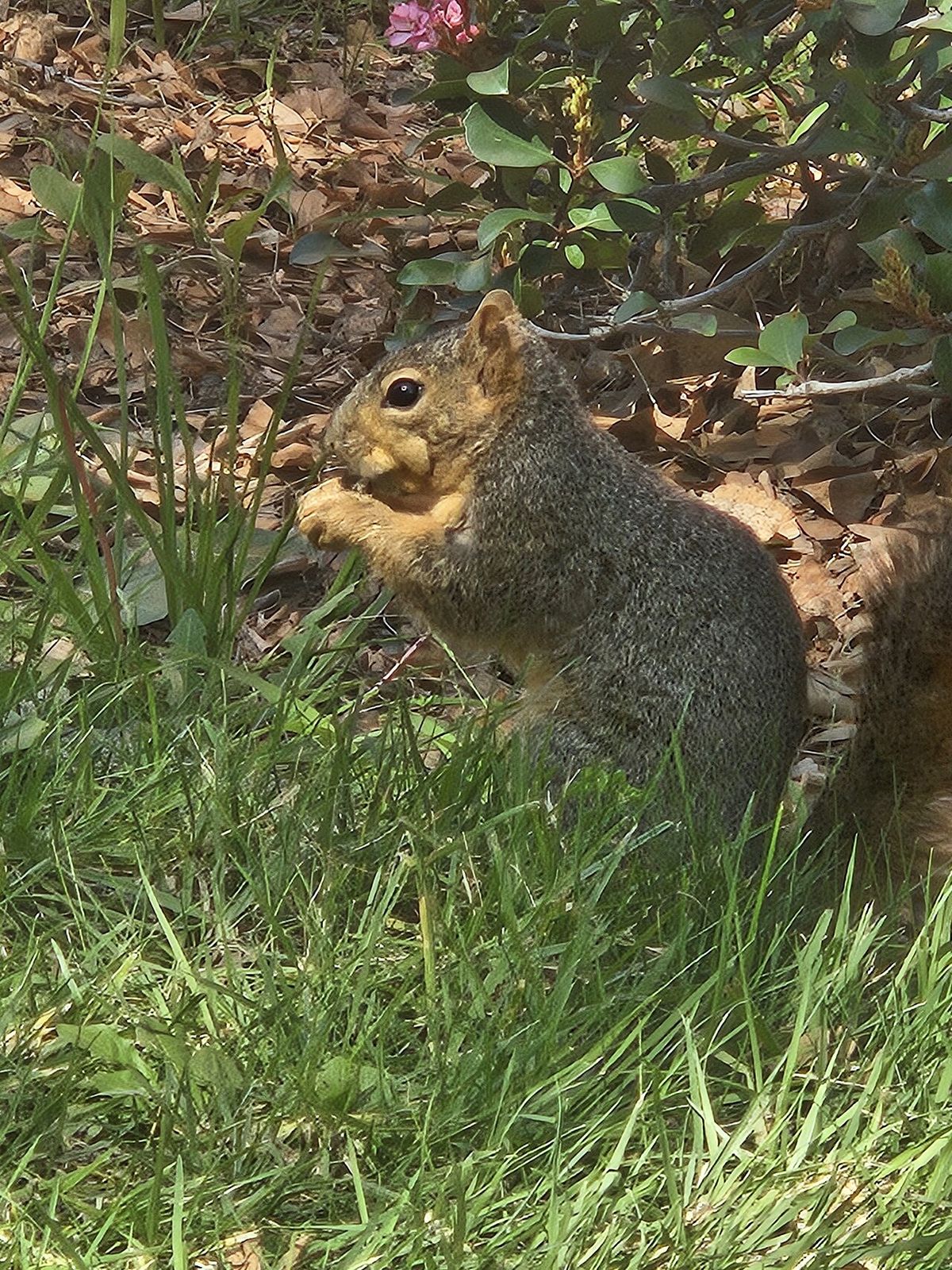 A fox squirrel storing food in its mouth in Los Angeles California