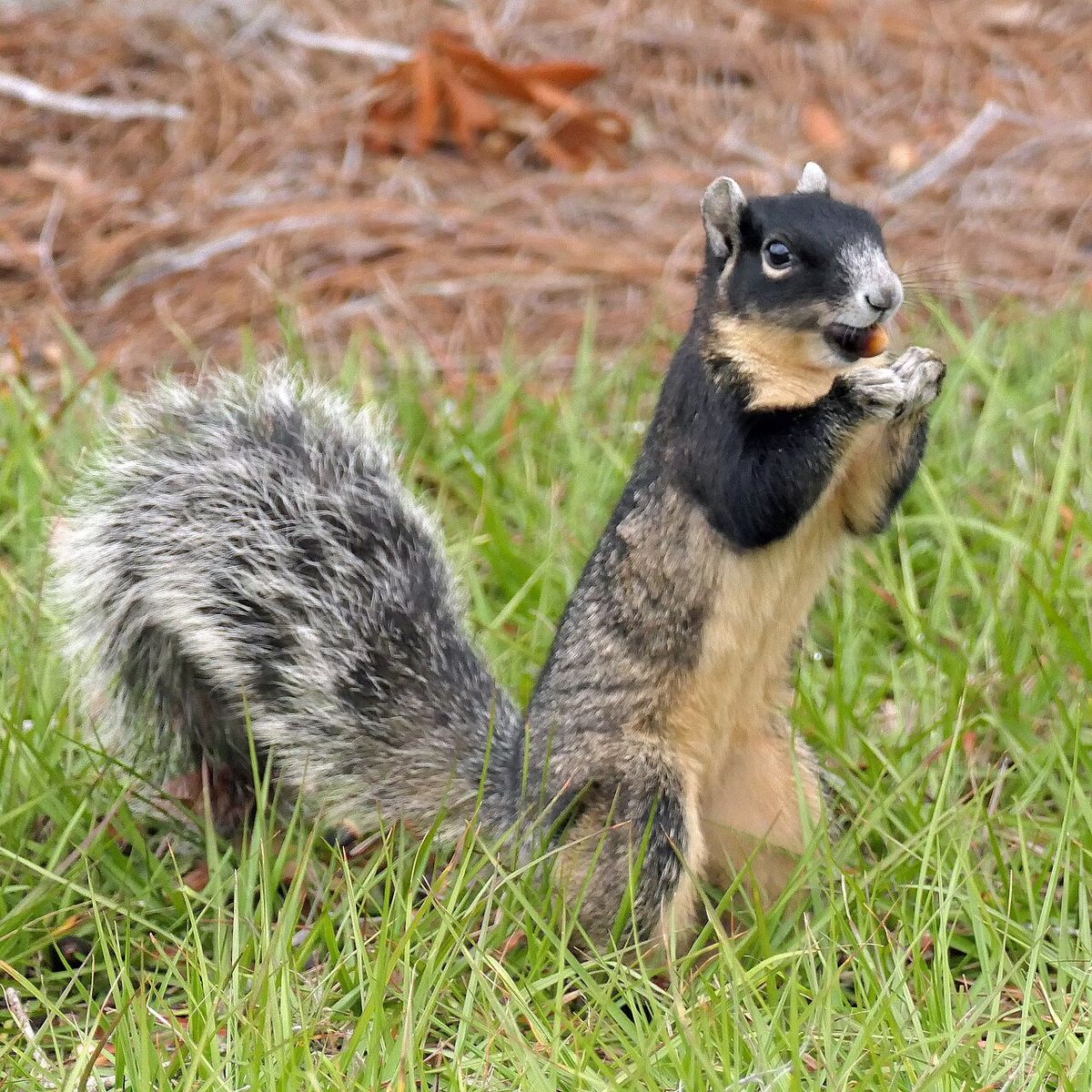 Fox Squirrel in Central Florida (Sumter County)