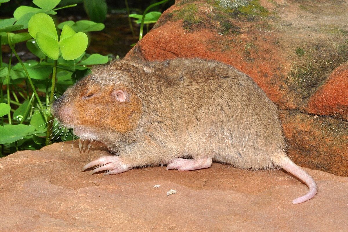 Attwater’s pocket gopher (Geomys attwateri) from Colorado County, Texas, USA: found on Weishuhn Road [County Road 52], 29.8271°N, 96.4812°W,