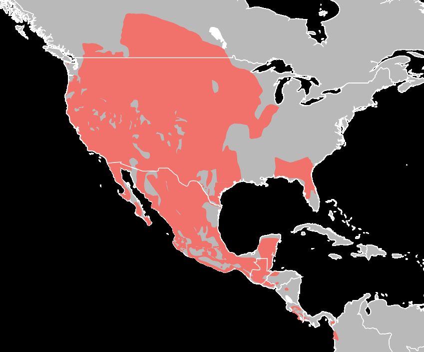 Distribution rangemap of Geomyidae species