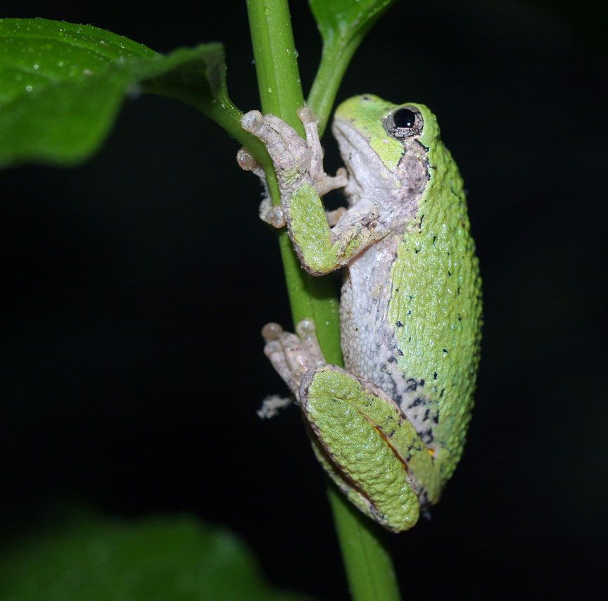 Gray tree frog (Hyla versicolor)