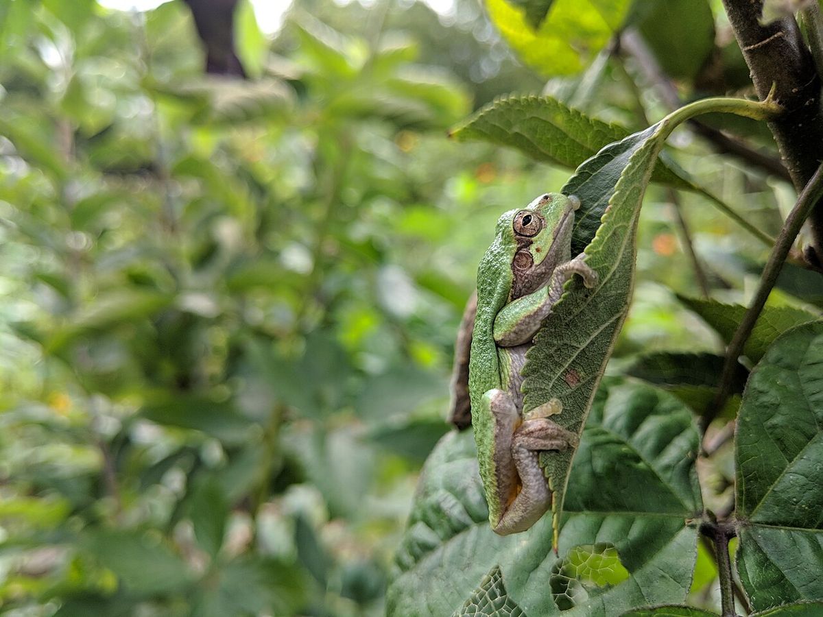 gray treefrog (Hyla versicolor) on an apple tree leaf.