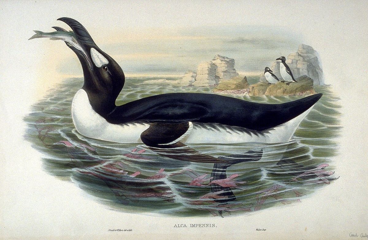 Great auk