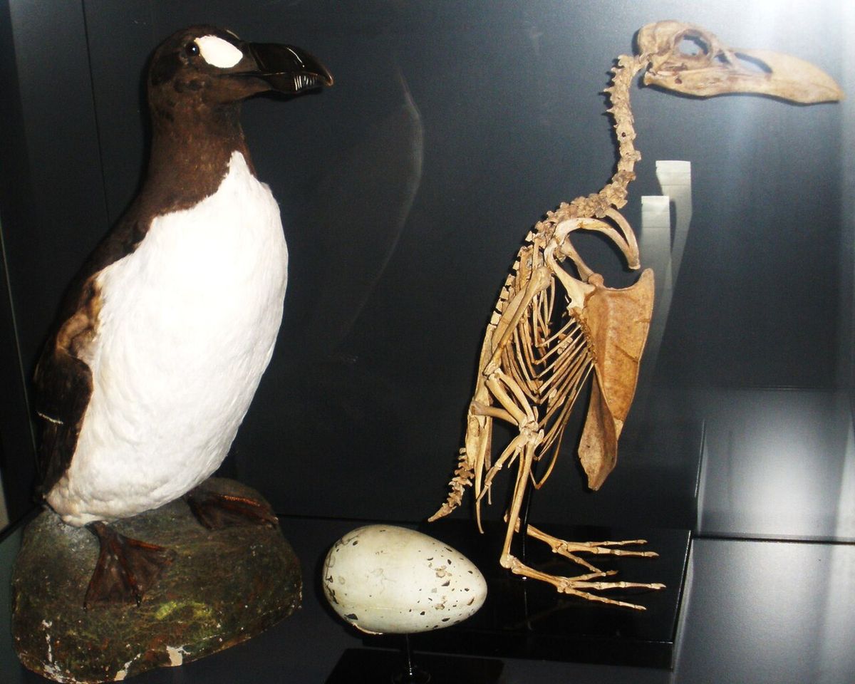Stuffed specimen (Bird no. 39, the Frankfurt Auk), skeleton, and replica egg of Alca impennis, an extinct bird- Took the photo at Senckenber